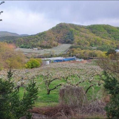 서울 근교 캠핑장 경기 파주 배나무꽃캠핑장 위치 영업시간 가격