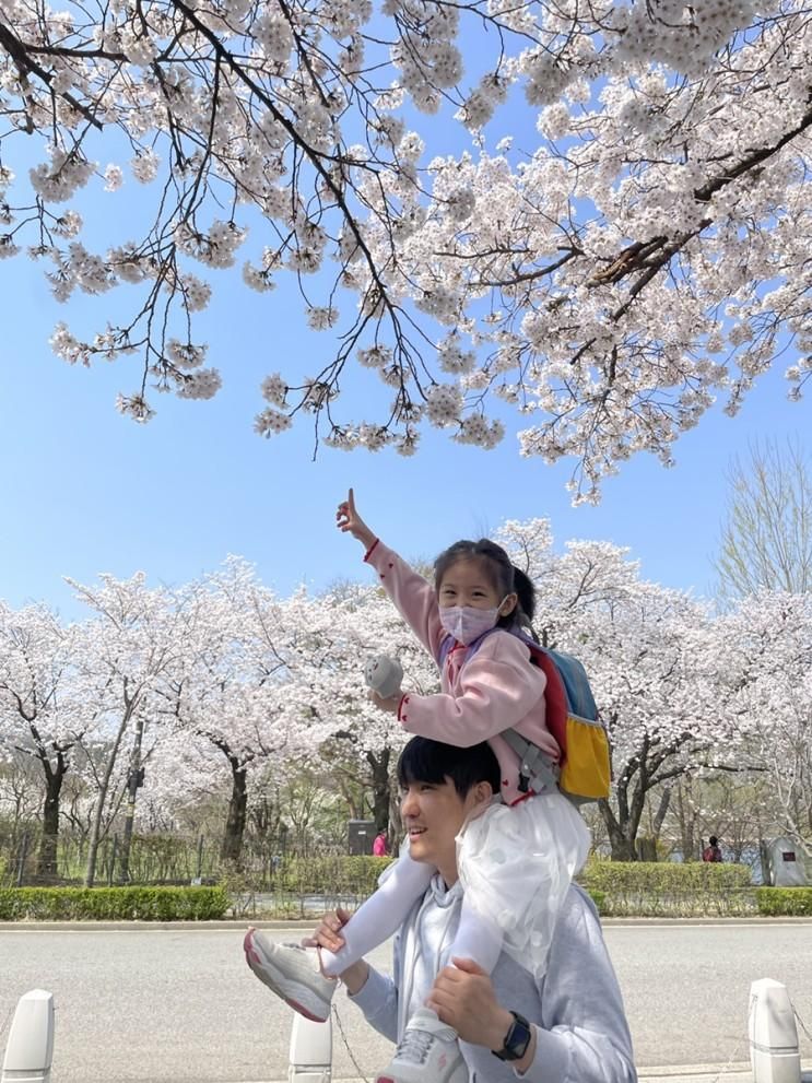 설렜던 서울대공원 벚꽃나들이, 과천현대미술관 다섯발자국숲