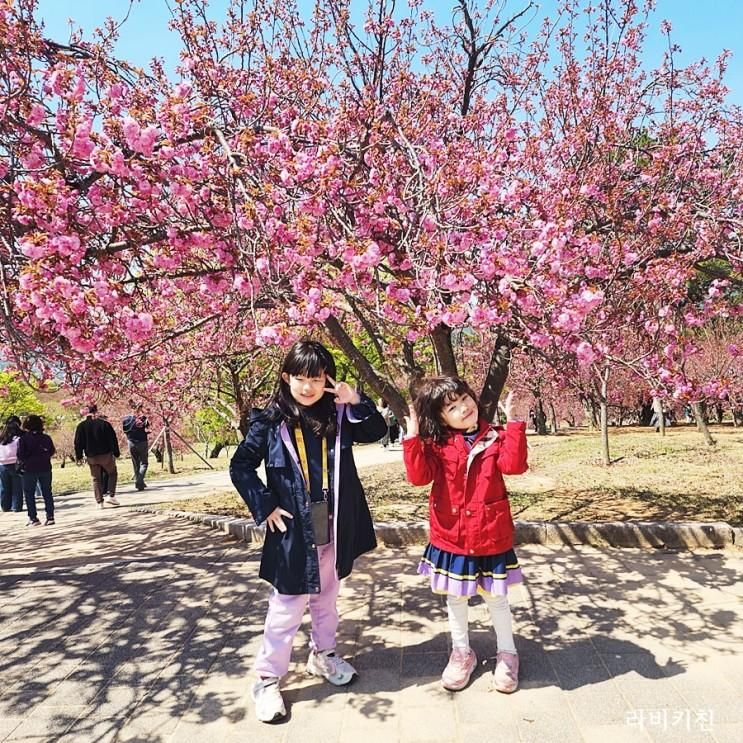 경주 불국사 겹벚꽃 개화 상태 아이랑 주차