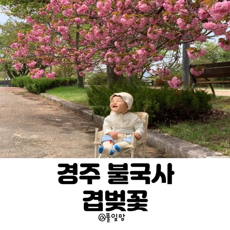 경주 아이랑가볼만한곳 불국사 겹벚꽃 실시간