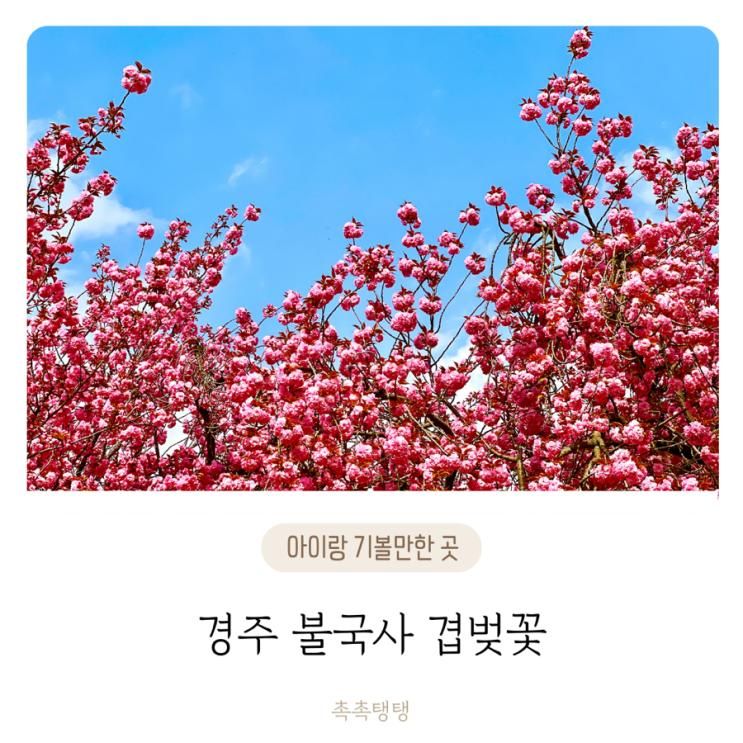 경주 아이랑 갈만한 곳 불국사 겹벚꽃 개화시기 4/16기준...