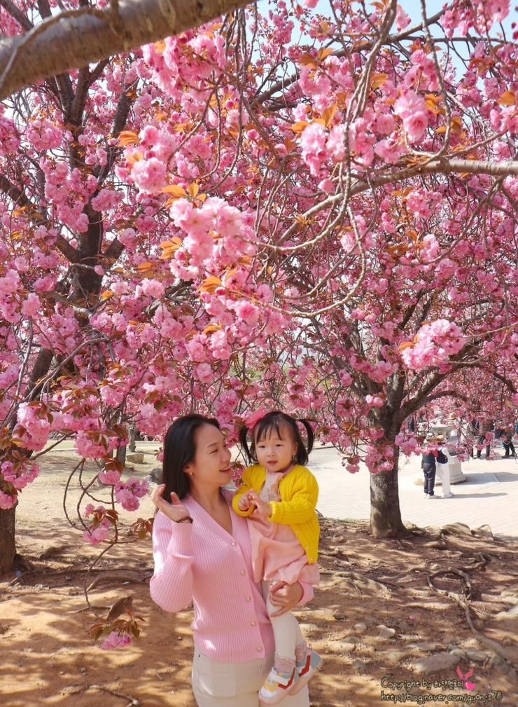 [경주 아이랑] 불국사 :: 겹벚꽃 개화, 나비 장난감과 산책, 신라...