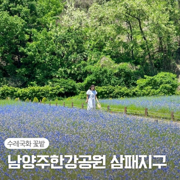 경기 남양주 I 수레국화 꽃밭이 있는 남양주 한강공원 삼패지구...