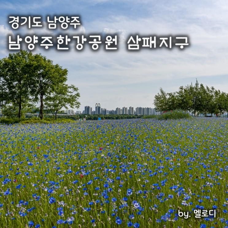 한강 피크닉 장소 남양주한강공원 삼패지구 수레국화
