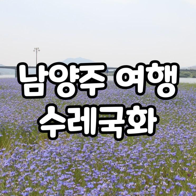 남양주 한강공원 삼패지구 수레국화 5월 서울근교 당일여행...