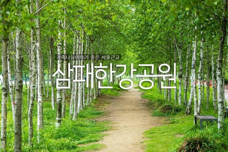 남양주 삼패한강공원 수례국화 개화 자작나무 숲 피크닉