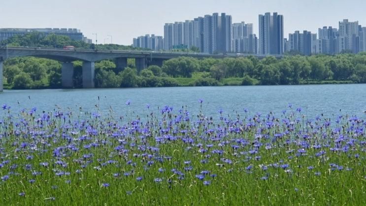 2024.05.14 남양주 한강공원 삼패지구 수레국화, 자작나무 길...