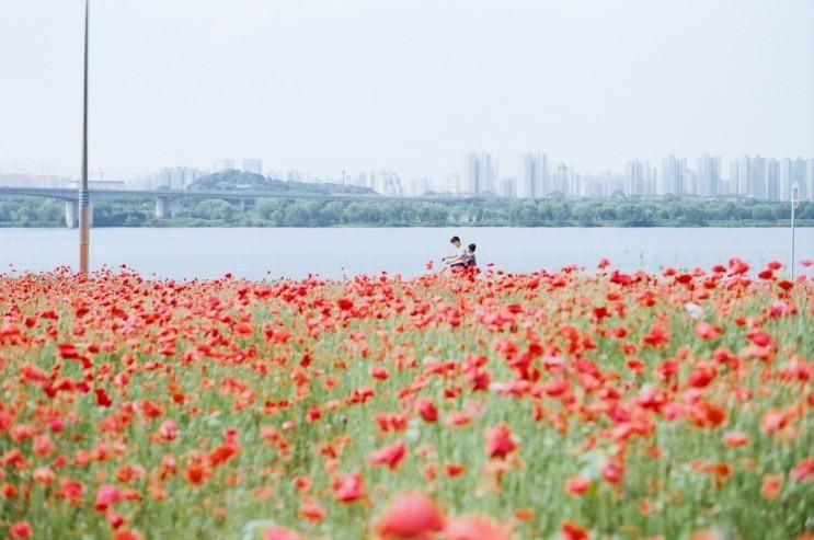 수레국화와 양귀비가 가득한 남양주한강공원 삼패지구 / 필름사진