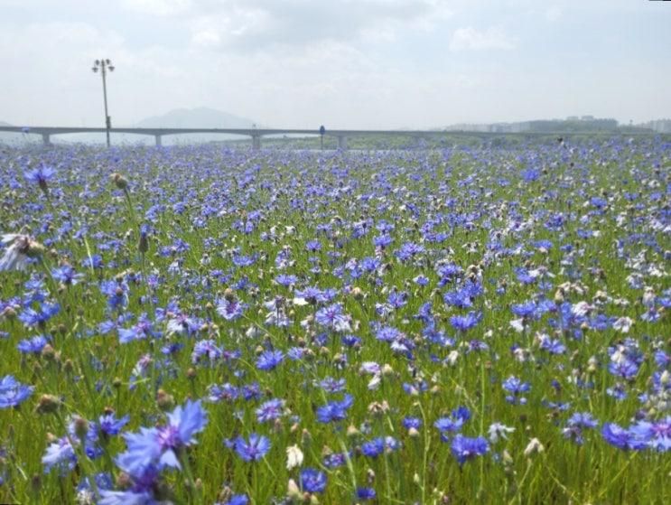 남양주 여행 : 남양주한강공원 삼패지구, 파란 수레국화가 예뻐요