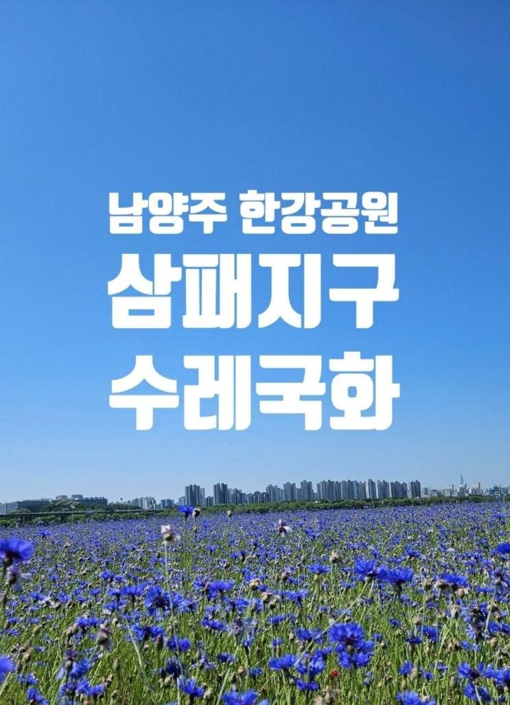 남양주 한강공원 삼패지구 수레국화 개화상황