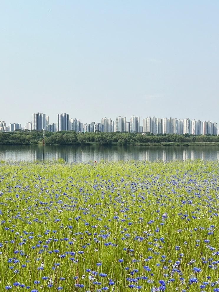 5월 꽃놀이:남양주 삼패 한강공원 수레국화