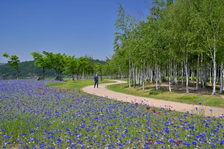 남양주한강공원 삼패지구 (5월 23일)