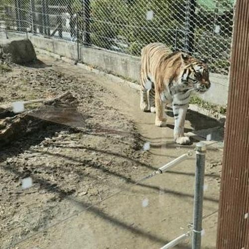 청주랜드 동물원 : 청주 가볼만한곳, 사자 호랑이 초근접 관람