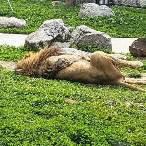 [내돈내산] 청주랜드 동물원 (청주 동물원)