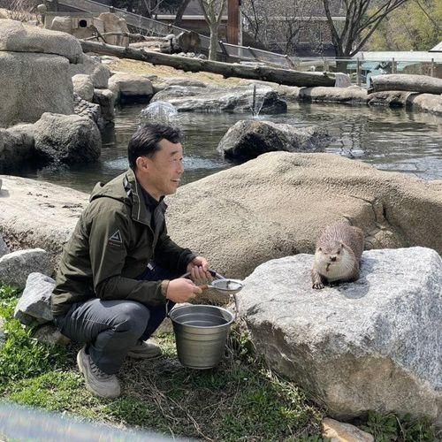 [청주] 청주랜드 동물원 | 갈비사자 바람이의 새로운 보금자리