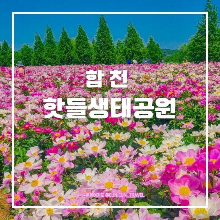 합천 핫들생태공원 작약 먹거리 볼거리