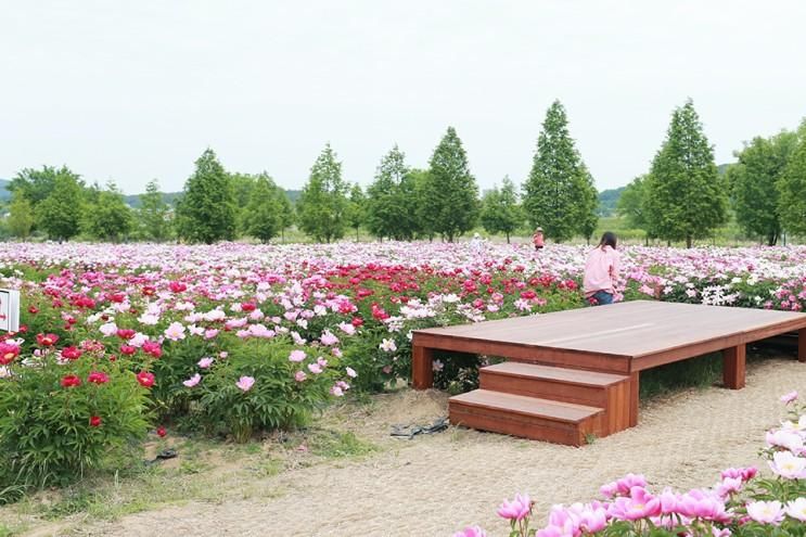 봄꽃구경 아이와 5월에 가볼만한곳 경남 합천 핫들생태공원...