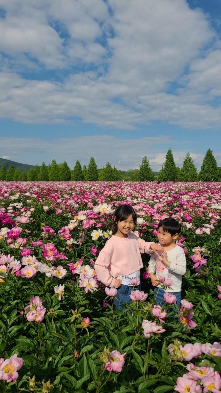 감사(5월 8일, 수요일) 꽃이니 사람이니? 핫들생태공원 작약꽃밭