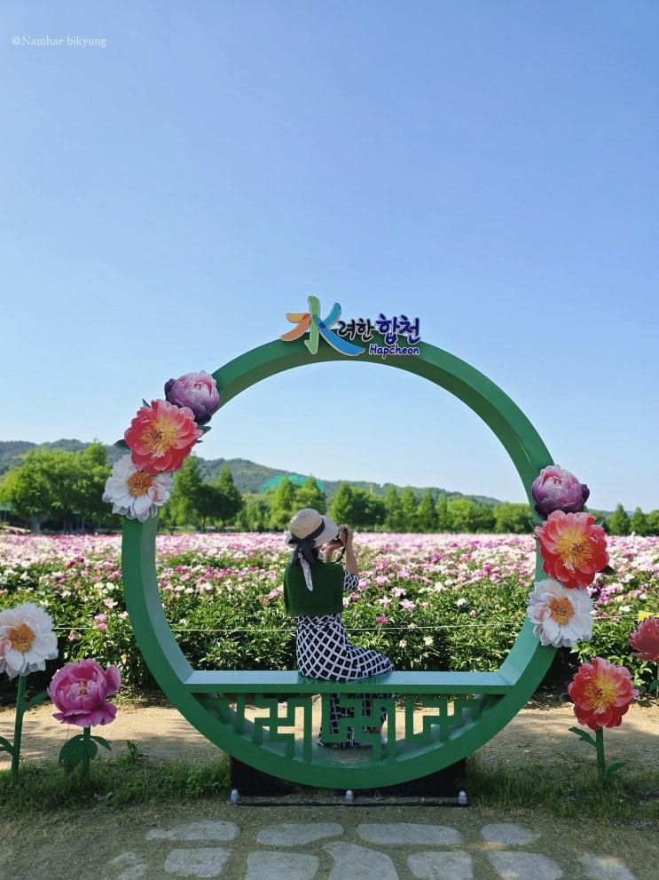 합천 핫들생태공원 작약꽃밭 매력에 흠뻑 빠짐 실시간 주차장...