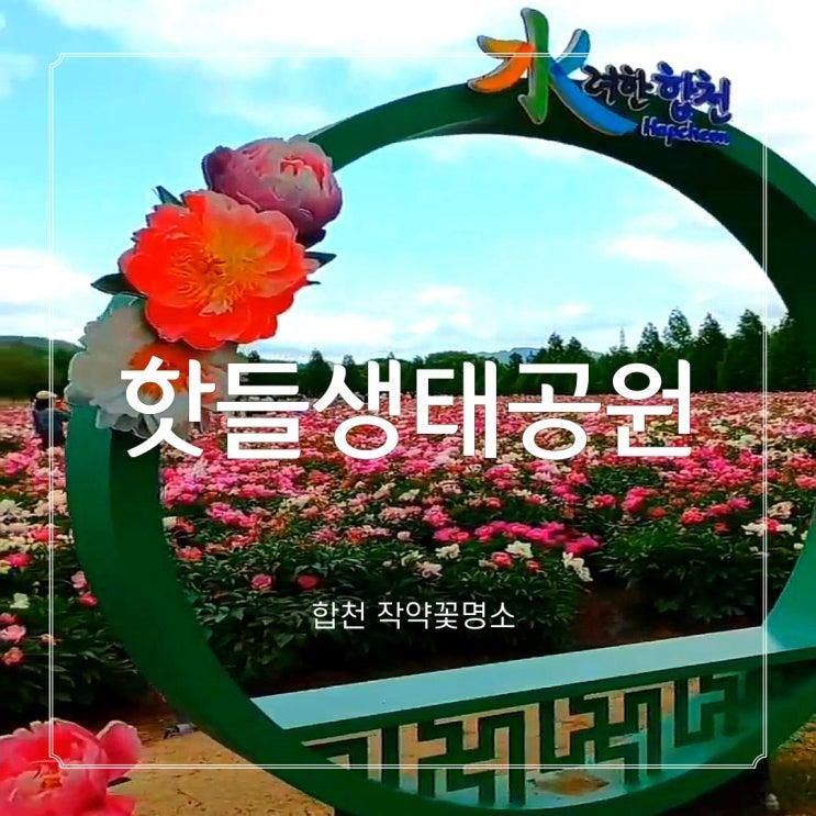 경남 합천 핫들생태공원 작약꽃 실시간 개화현황 위치 주차...