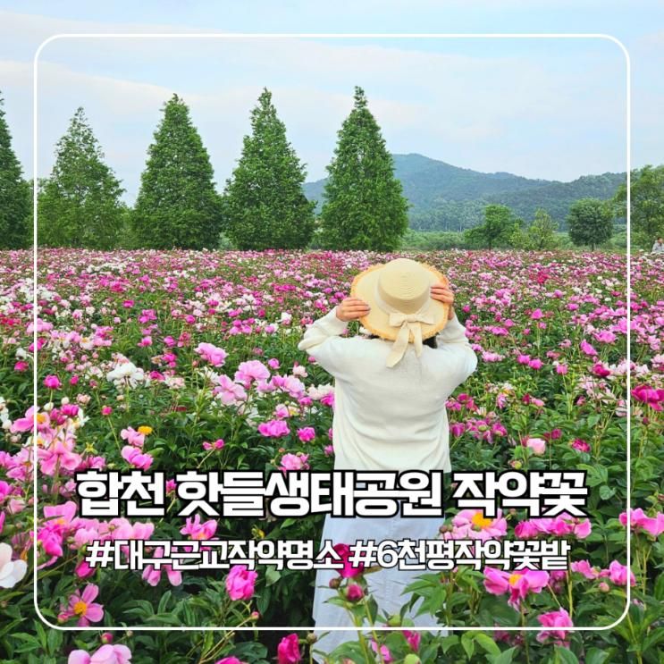 경남 5월 꽃명소 합천 핫들생태공원 작약 실시간 개화상황 대구...