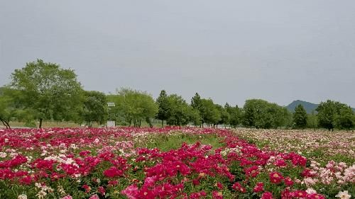 경남합천작약꽃이 활짝 핀 핫들생태공원