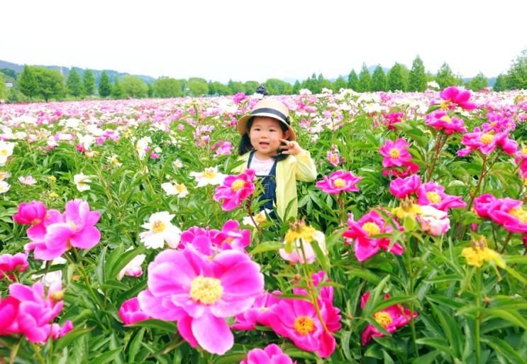 합천 아이와 가볼만한곳 핫들생태공원 작약꽃 예뻐요