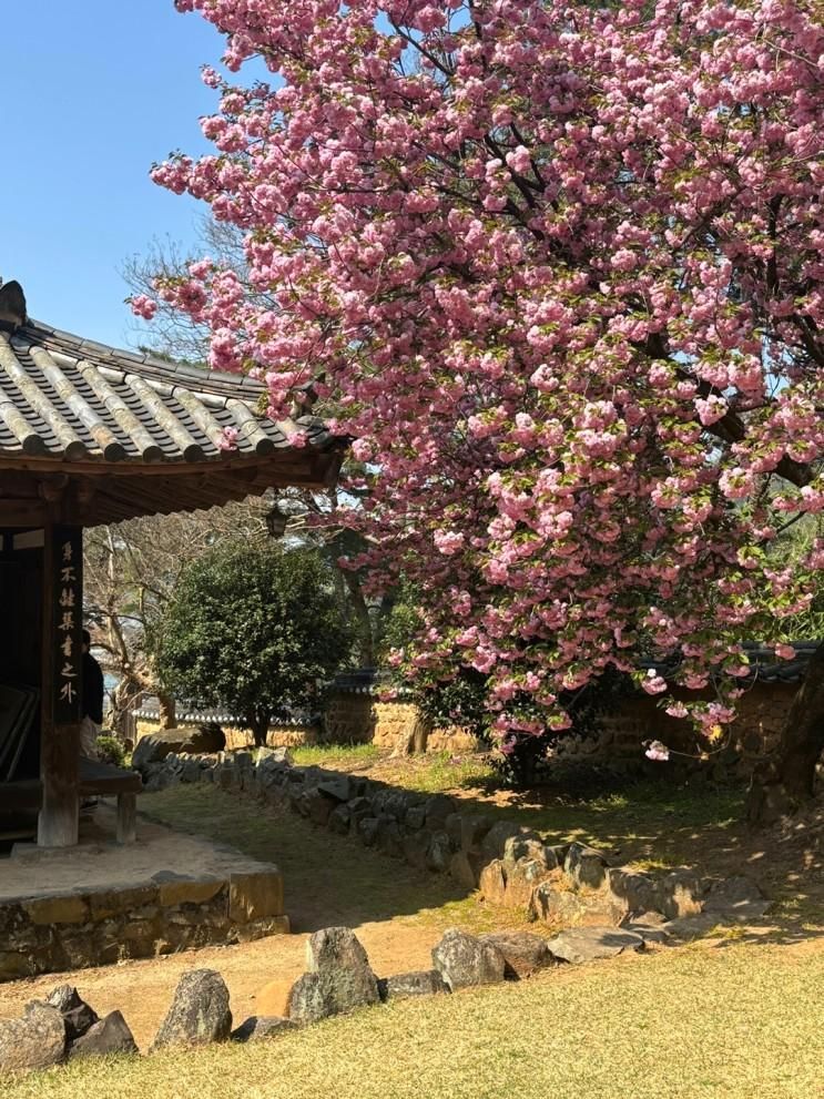 밀양 겹벚꽃 숨은 명소 "안태공원, 오연정" 개화상태