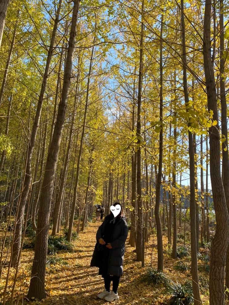 11.19) (단골집돼지국밥-용평동은행나무길-밀양189카페-오연정)