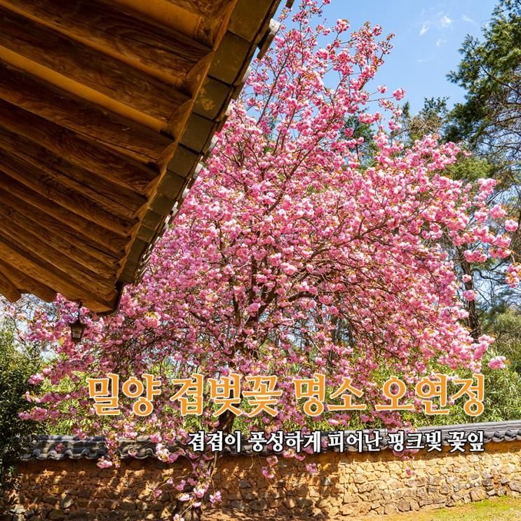 밀양 겹벚꽃 명소 오연정 개화시기 - 겹겹이 풍성하게 피어난...