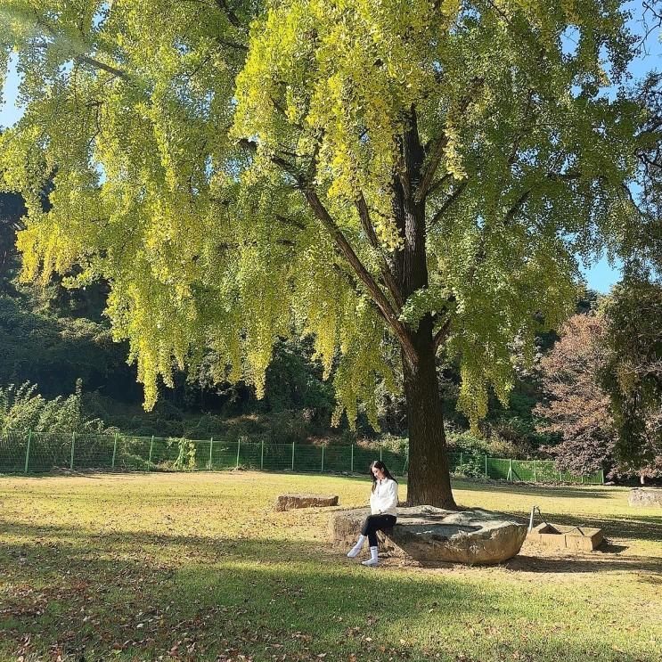 경남 밀양 오연정 월연정 은행나무 명소 현황(10/29방문)...