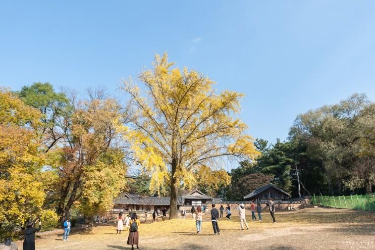 [경남/밀양] 밀양 오연정 단풍, 은행나무