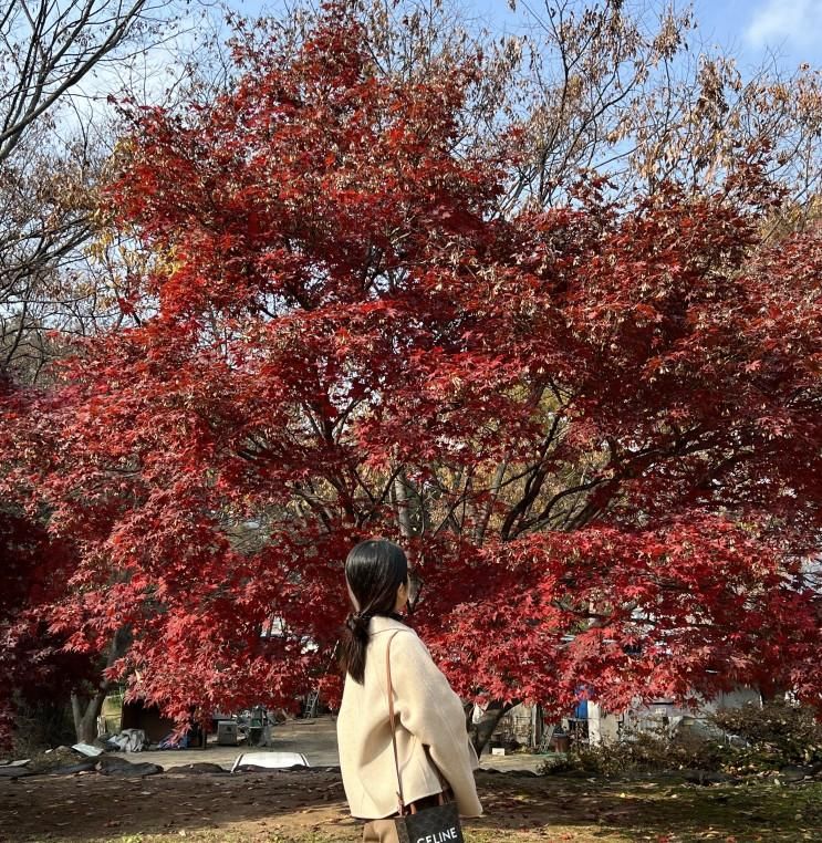 경남 밀양 가을여행지 고즈넉한 은행나무 명소 오연정