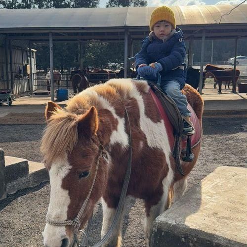 [제주동쪽겨울여행] 송당승마장 승마체험 (제주도에서 말타기)