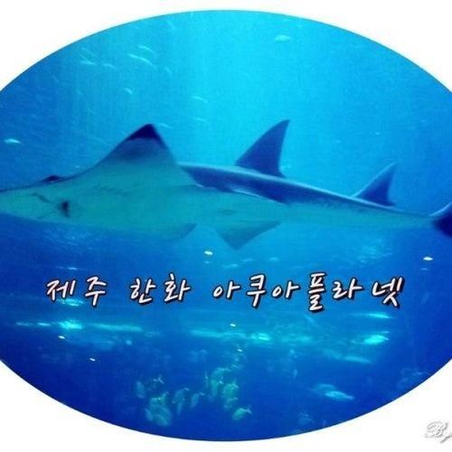 첫 번째 여행 제주도 - #3. 제주 한화 아쿠아플라넷, 송당승마장