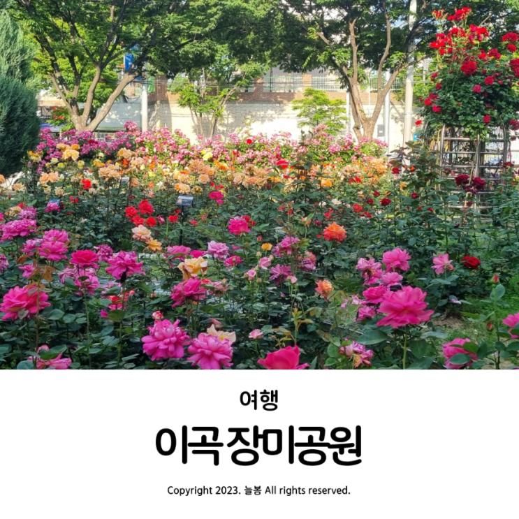 성서 이곡 장미공원 5월 대구 장미축제 아이랑 가볼만한 곳