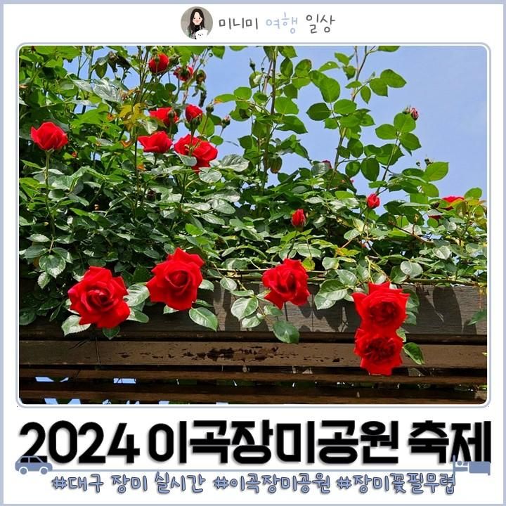 대구 이곡장미공원 주차 실시간 개화 2024 장미꽃필무렵 축제