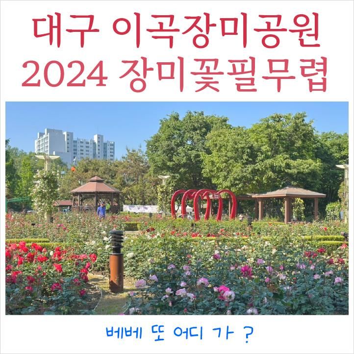 대구 이곡장미공원 실시간 개화상황 2024 장미꽃필무렵 축제...