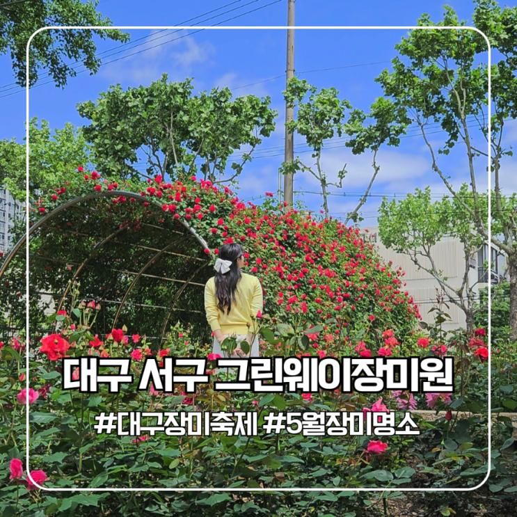 경북 5월 장미 명소 대구 서구 그린웨이 장미원 축제 실시간...
