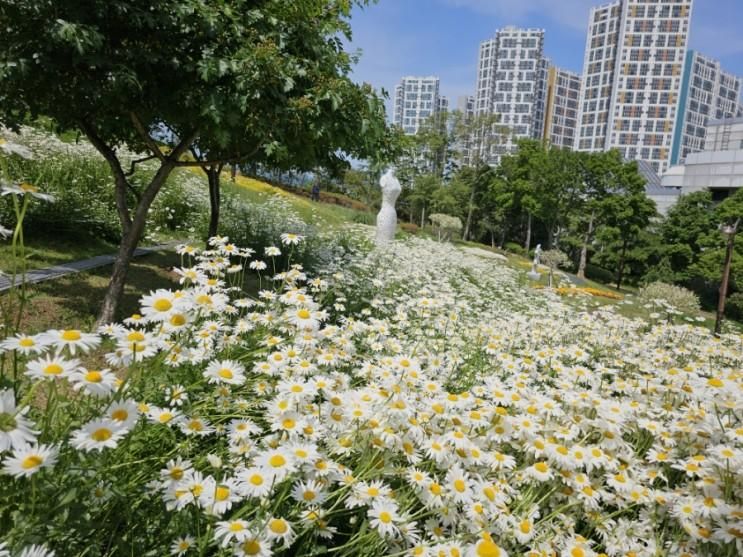 대구 샤스타데이지보기 서구그린웨이 이현공원 그리고...