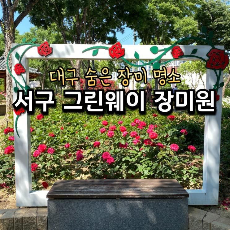 대구 장미 숨은 명소 서구 그린웨이 장미원