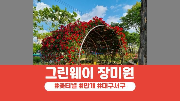 대구 서구 그린웨이 장미원 꽃터널 만개