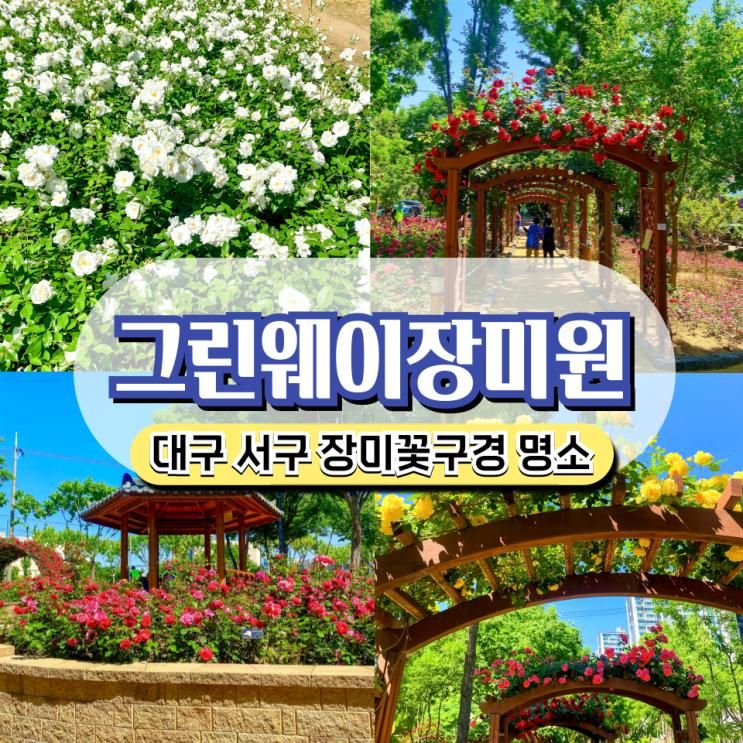 대구 서구 산책로 장미가 유명한 그린웨이장미원 꽃구경 개화상황