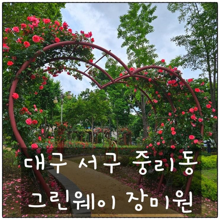 [대구 서구 중리동] 대구 가볼 만한 곳 그린웨이 장미원 개화 현황