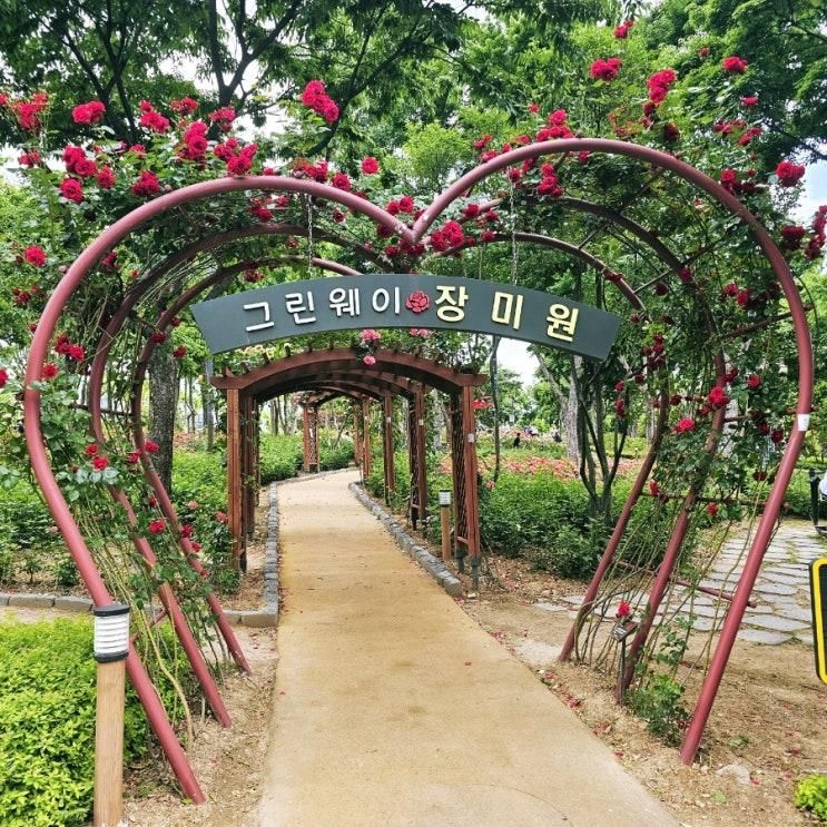 대구 5월 축제 서구 그린웨이 장미원 장미 개화시기 & 축제일정