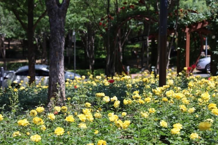 대구 장미 공원 서구 그린웨이 장미원 주차 대중교통