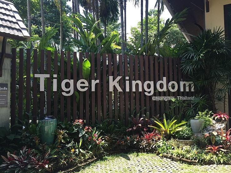 치앙마이 여행: 타이거킹덤(Tiger kingdom) 호랑이 체험하기