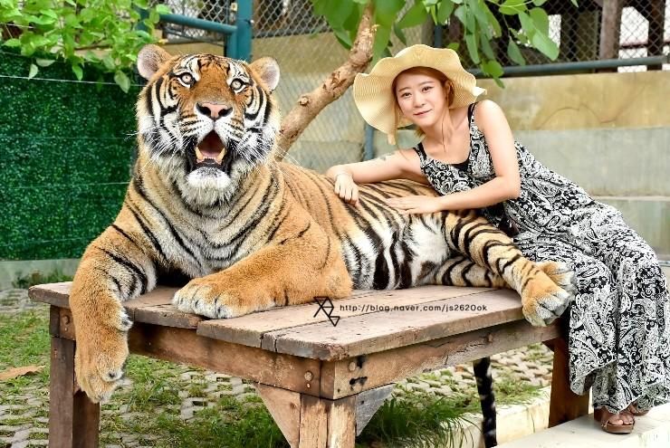 치앙마이 여행 타이거킹덤 -  Tiger Kingdom