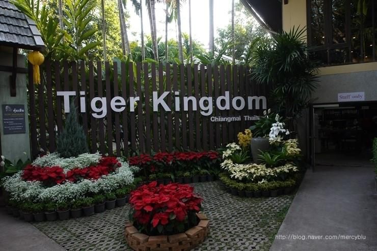 [치앙마이여행] 호랑이의 모든 것 - 타이거킹덤(Tiger Kingdom)