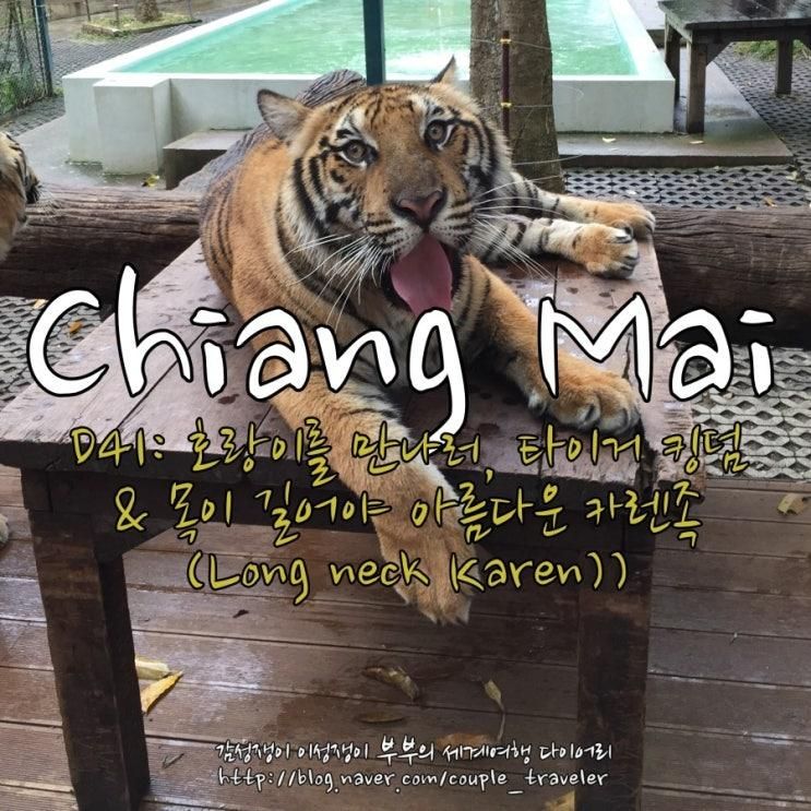 태국] 치앙마이 D41: 추천... 있는 타이거 킹덤(Tiger Kingdom)...